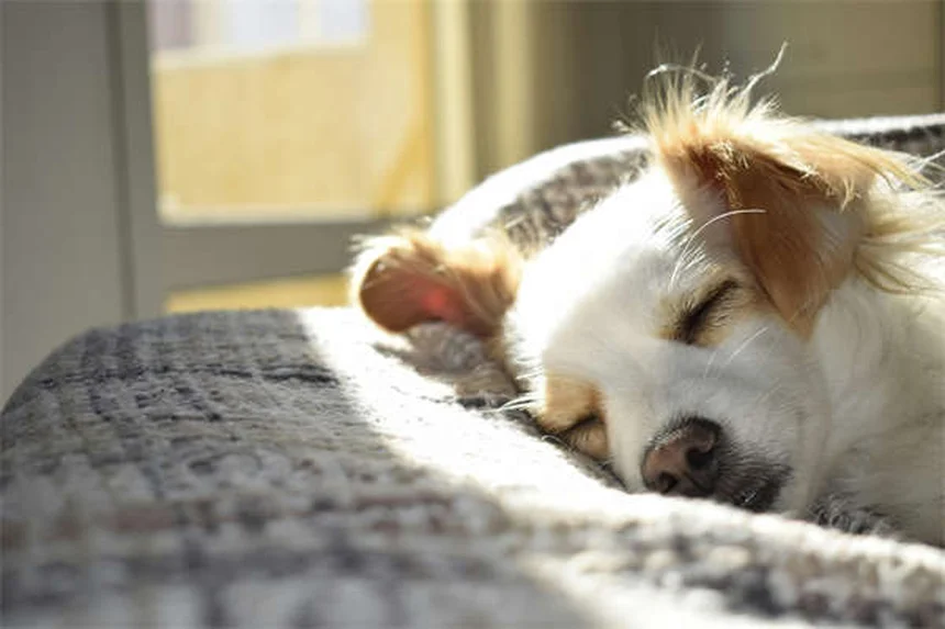 Why Dogs Developed Puppy Dog Eyes: The Science Behind Their Irresistible Look