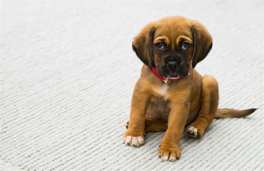 Salmonella in Dogs: 5 Warning Signs Every Pet Owner Must Know