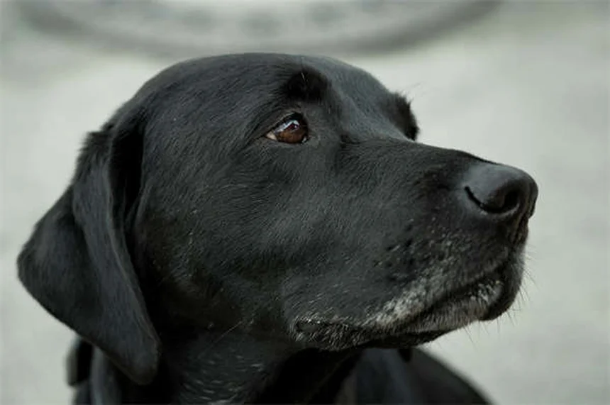 Salmonella in Dogs: 5 Warning Signs Every Pet Owner Must Know