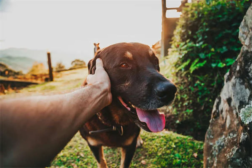 Salmonella in Dogs: 5 Warning Signs Every Pet Owner Must Know
