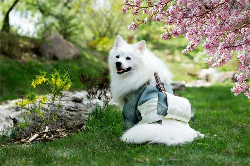 How to Leash Train a Dog: 7 Simple Steps for Stress-Free Walks