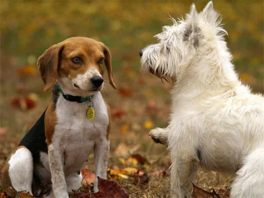 How to Get Rid of Fleas on Puppies: 5 Vet-Approved Steps