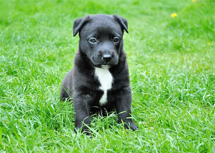 How to Get Rid of Fleas on Puppies: 5 Vet-Approved Steps