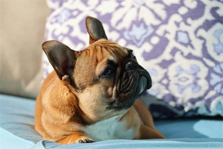 How to Get Rid of Fleas on Puppies: 5 Vet-Approved Steps