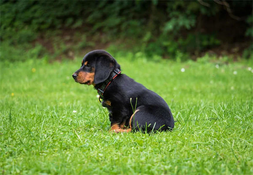 Best Dog Breeds for First-Time Owners: 21 Perfect Pups for New Pet Parents