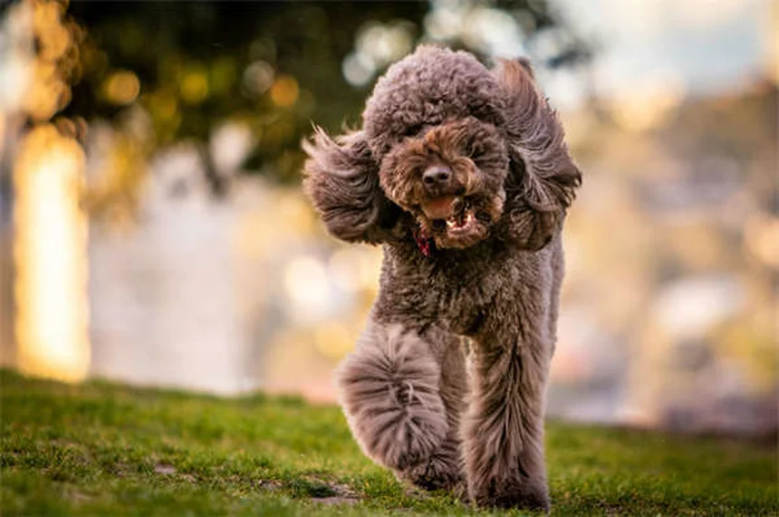 Best Dog Breeds for First-Time Owners: 21 Perfect Pups for New Pet Parents