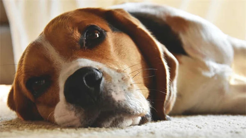 Best Dog Breeds for First-Time Owners: 21 Perfect Pups for New Pet Parents
