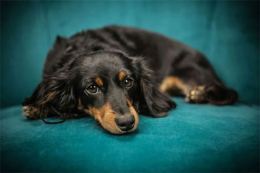 When Is a Dog Considered a Senior? Age Guide by Breed Size