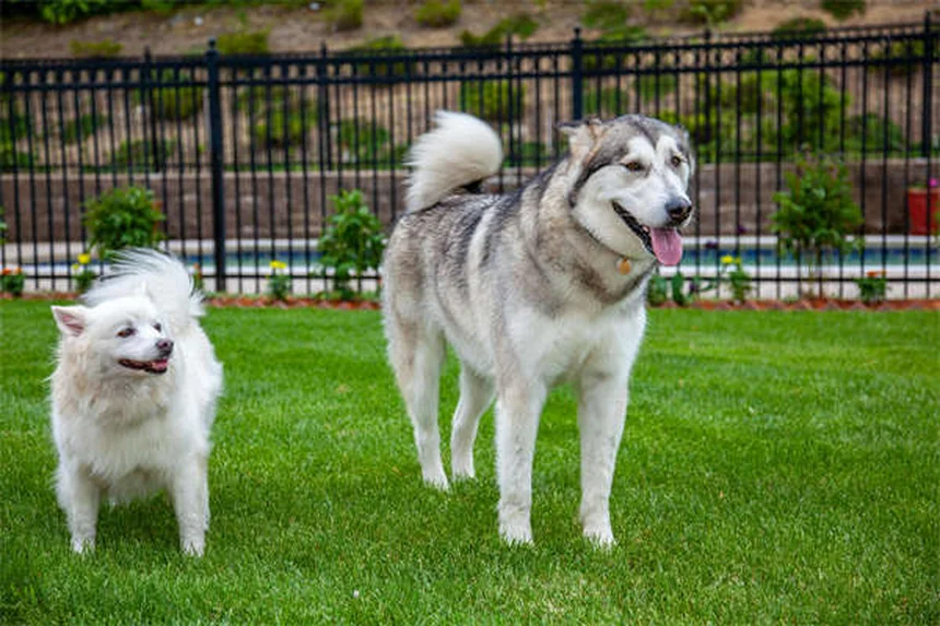 When Is a Dog Considered a Senior? Age Guide by Breed Size