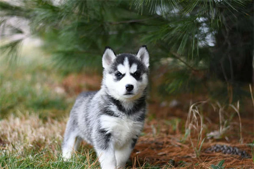 When Is a Dog Considered a Senior? Age Guide by Breed Size