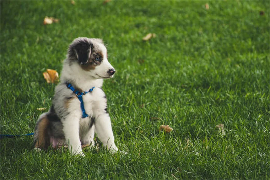 What to Feed a Dog After Vomiting: Vet-Approved Guide