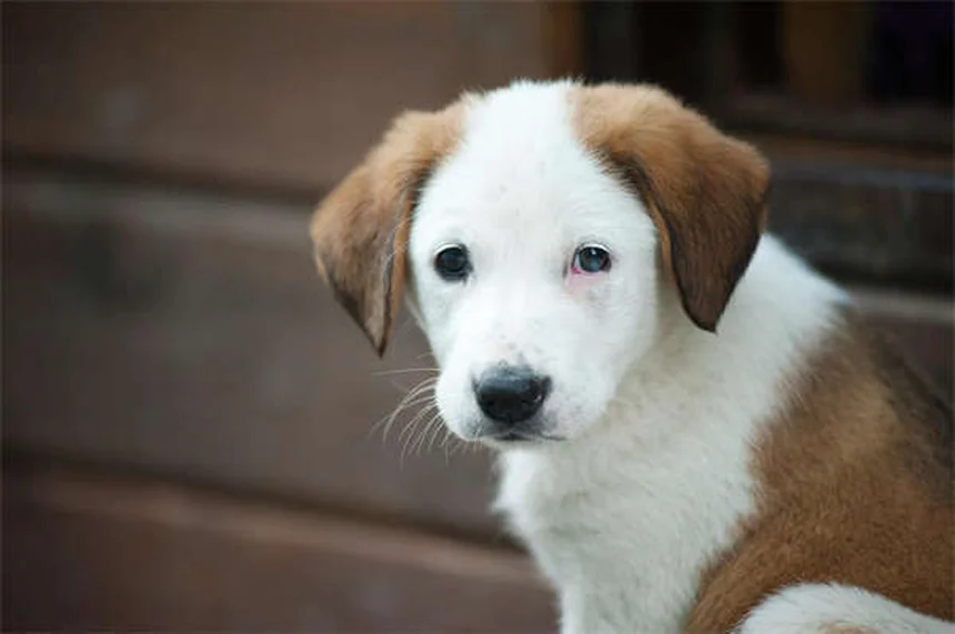 What to Feed a Dog After Vomiting: Vet-Approved Guide