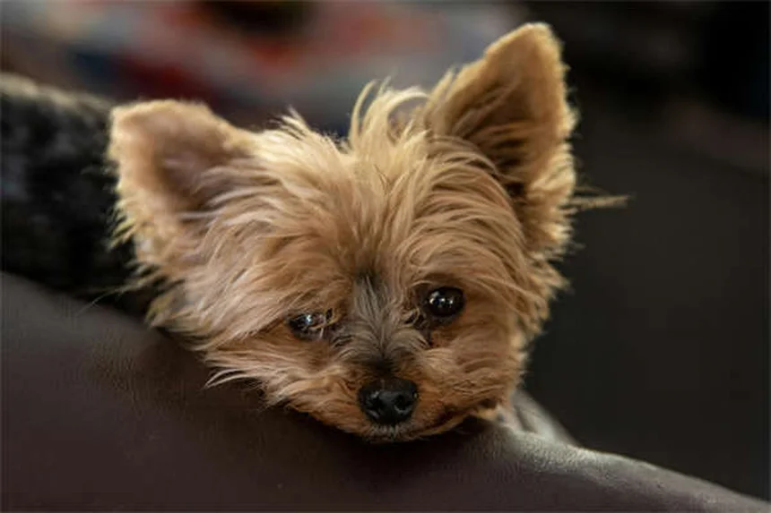 What to Feed a Dog After Vomiting: Vet-Approved Guide