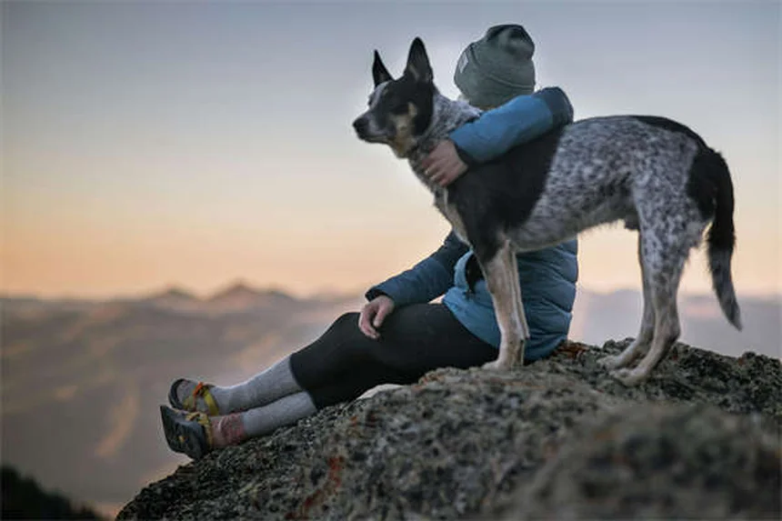 How to Leash Train a Dog: 7 Simple Steps for Stress-Free Walks