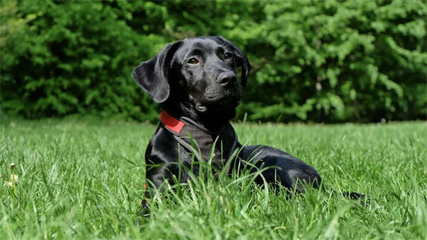 Can You Use Cat Flea and Tick Products on Dogs? The Truth Revealed