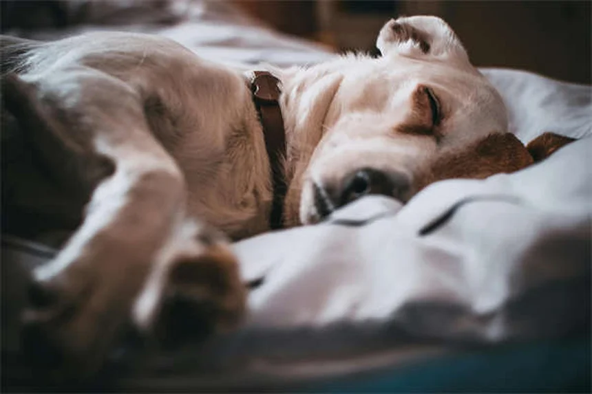 Can You Use Cat Flea and Tick Products on Dogs? The Truth Revealed