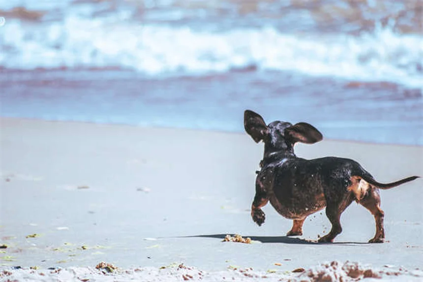 Cerumene™ for Pets: The Ultimate Ear Cleaning Solution Explained
