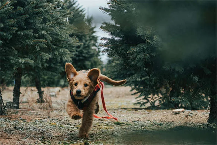 Cerumene™ for Pets: The Ultimate Ear Cleaning Solution Explained