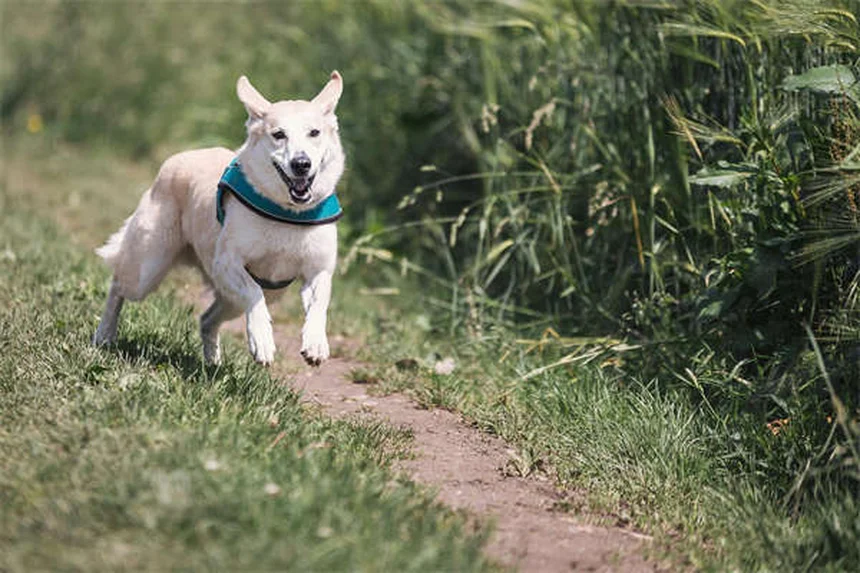 Cerumene™ for Pets: The Ultimate Ear Cleaning Solution Explained