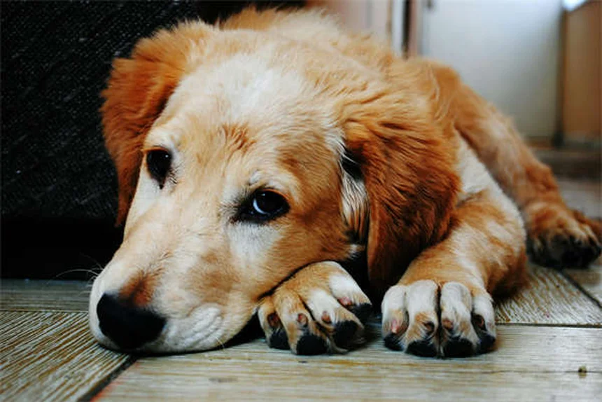 Why Do Dogs Stare at You When They Poop? 5 Surprising Reasons
