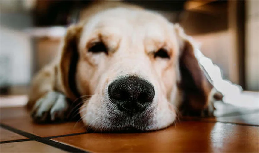 Why Do Dogs Stare at You When They Poop? 5 Surprising Reasons