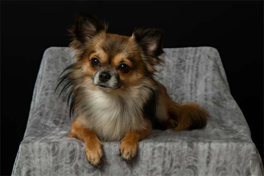 Why Do Dogs Stare at You When They Poop? 5 Surprising Reasons