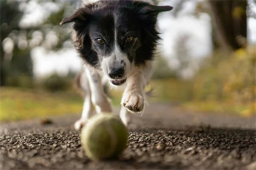 Dog BBQ Safety: 5 Must-Know Tips to Protect Your Pup This Summer