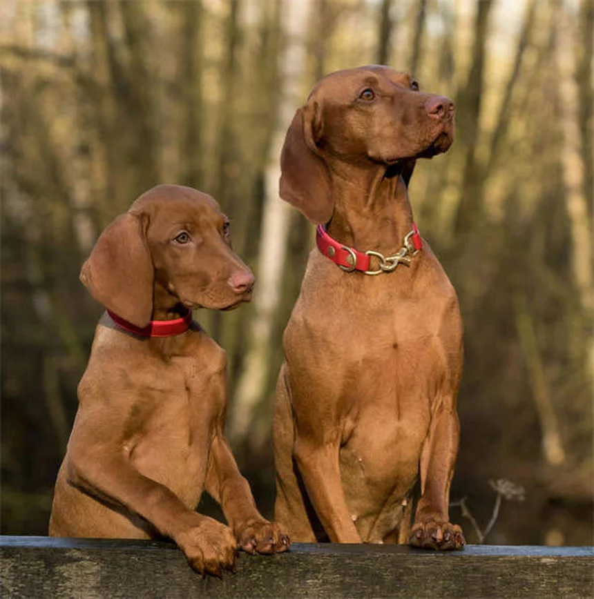 Dog BBQ Safety: 5 Must-Know Tips to Protect Your Pup This Summer