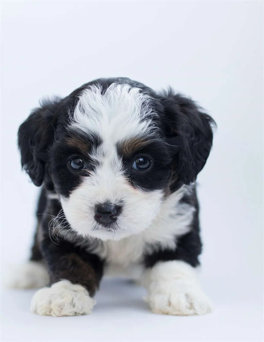 Dog BBQ Safety: 5 Must-Know Tips to Protect Your Pup This Summer